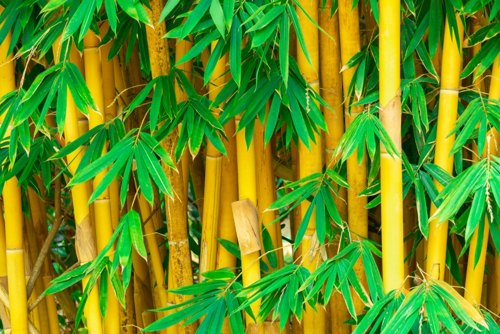 Golden bamboo in the garden