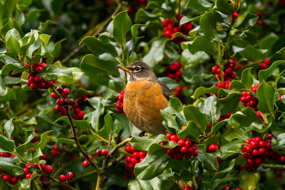 A robin perched on a holly branch