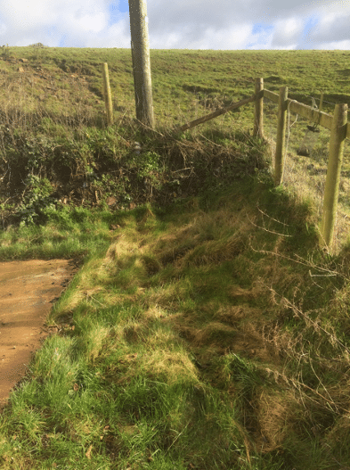 overgrown grass against old fencing