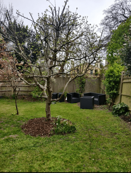uncut lawn with tree in centre and furniture scattered at end of garden