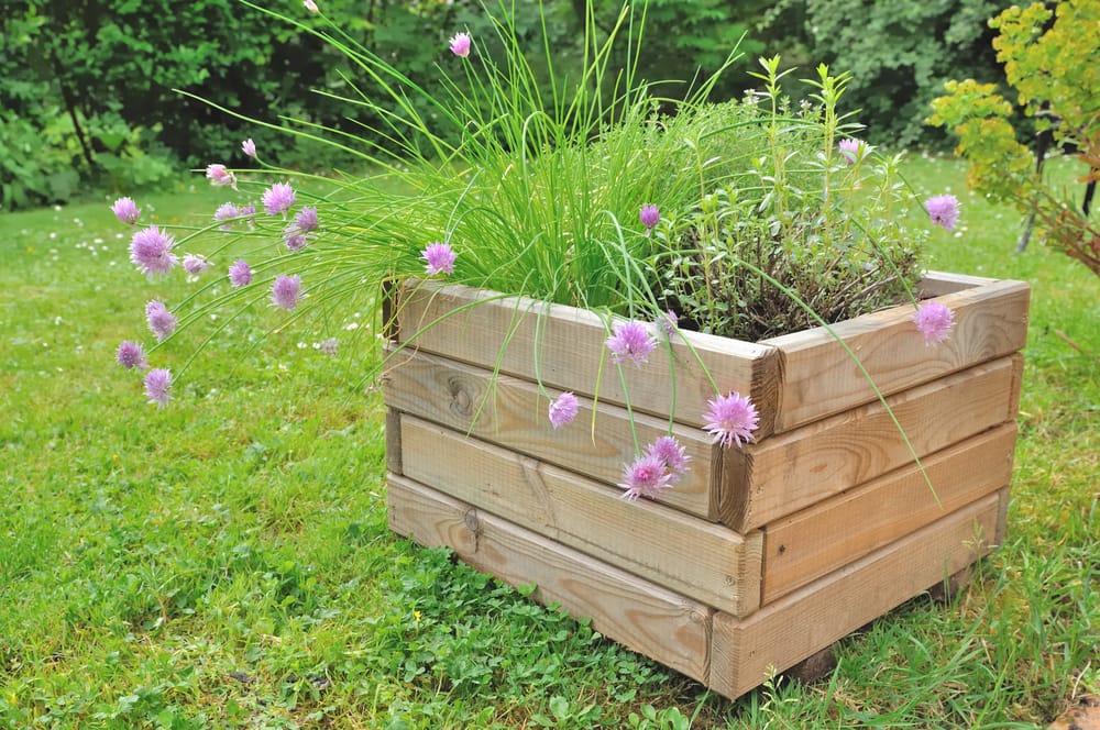 small softwood planter sat on a lawn with purple plants and flowers