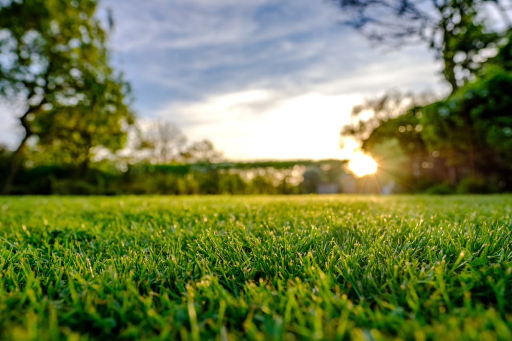 sunset view of a lawn with trees and hedging in the background