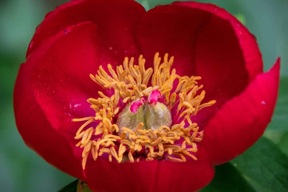 a dark red early scout peony
