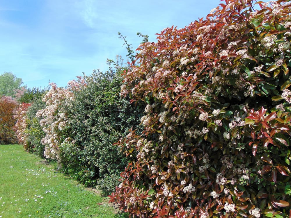 The green and red leaves and white flowers of a Photinia shrub