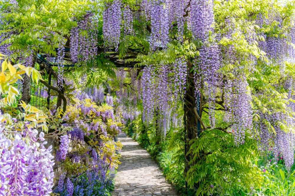 How To Grow Wisteria Care And Growing Tips Horticulture™