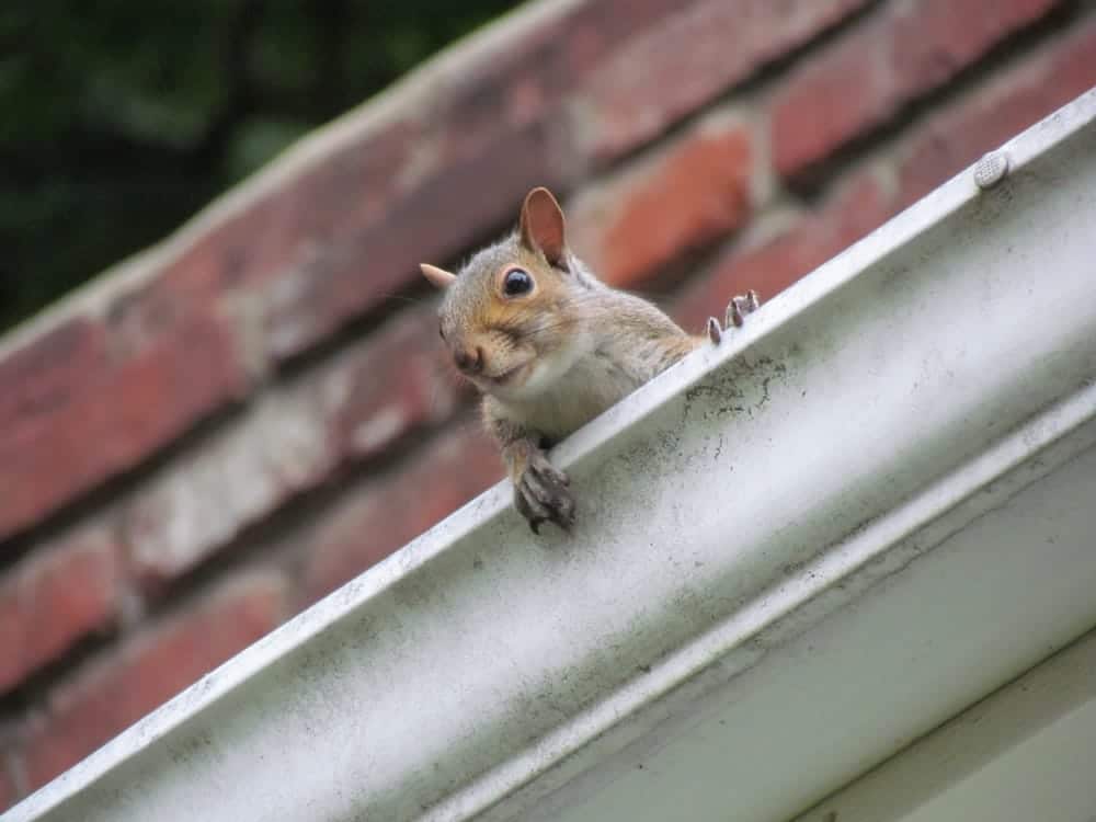 Nosey squirrel sat in drains of a house