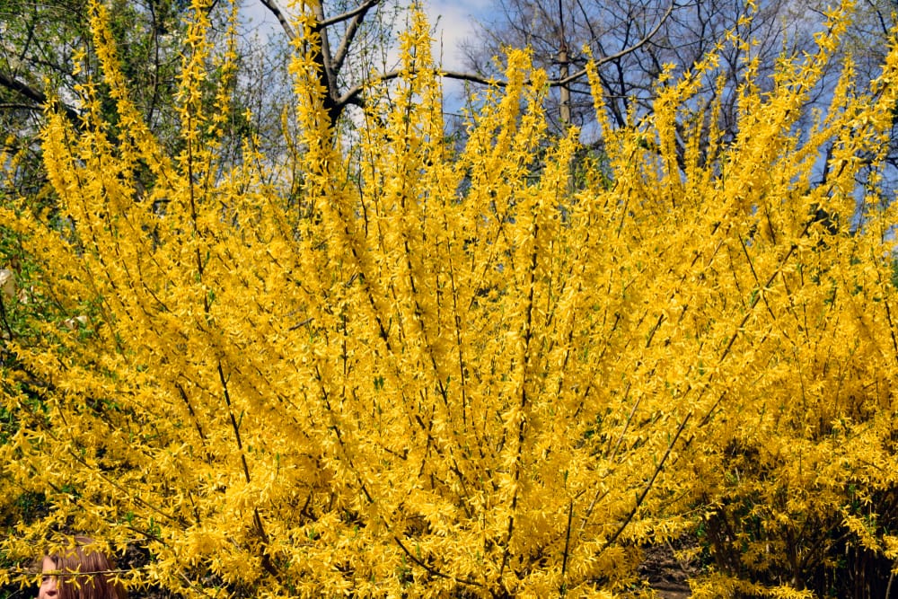 bright yellow Forsythia flowers blooming in spring