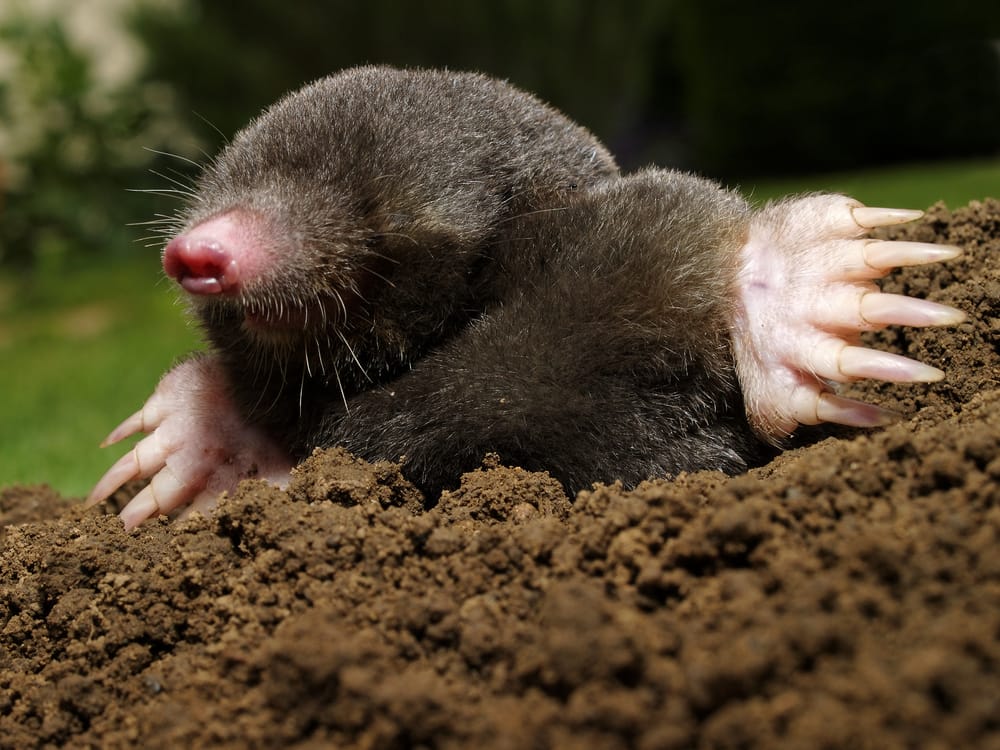 close up of a mole surrounded by earth