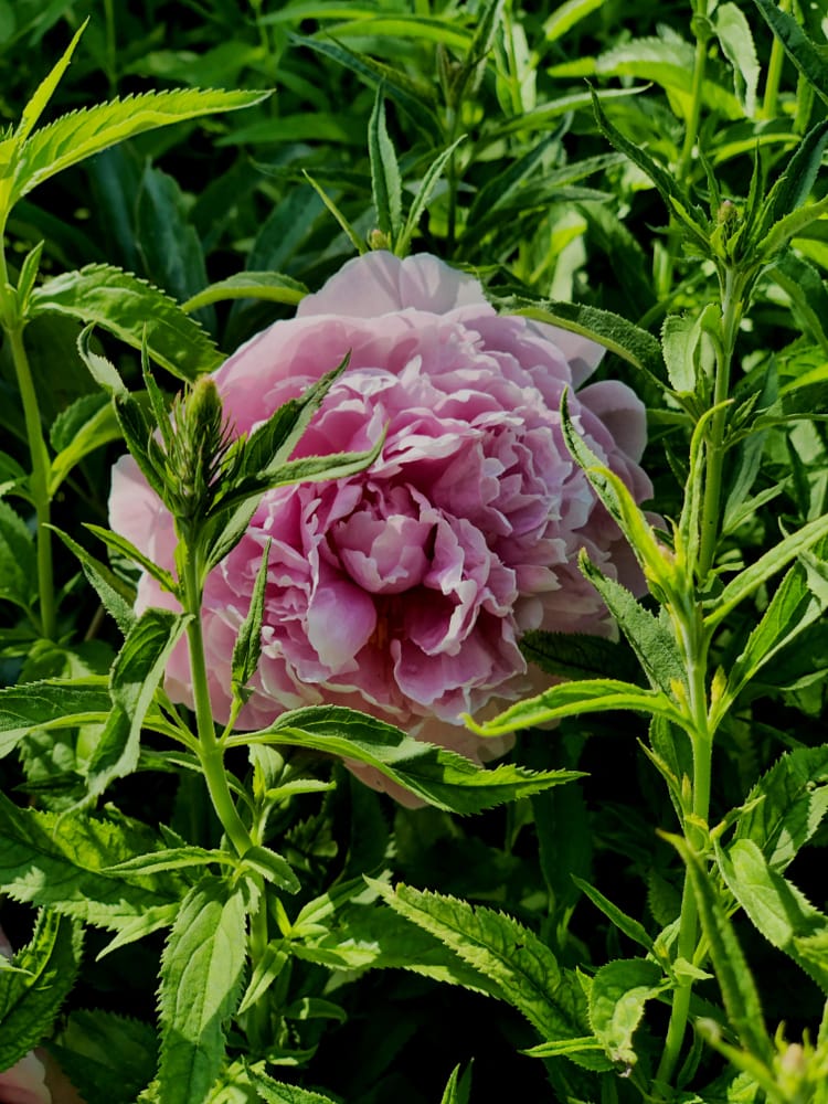 a giant pink peony peeping through lush greenery