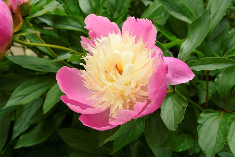 bowl of beauty flowering in Yorkshire, UK