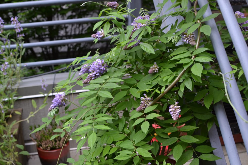 green wisteria leaves on an outdoor balcony