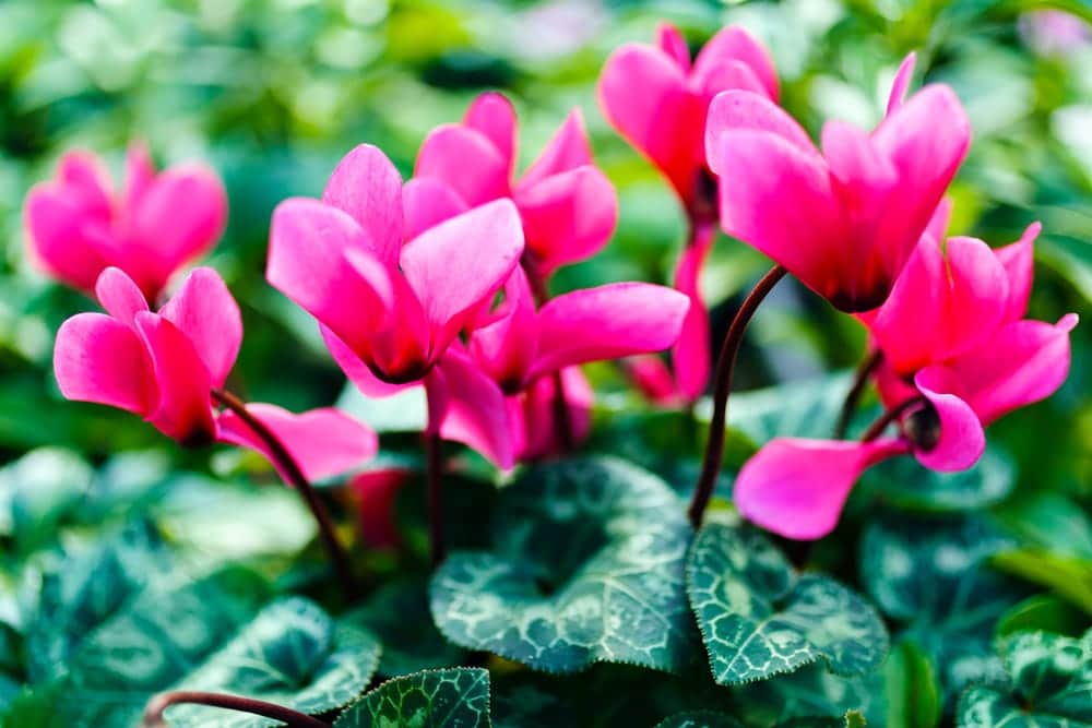 How To Grow Cyclamen UK Care & Tips UpGardener™