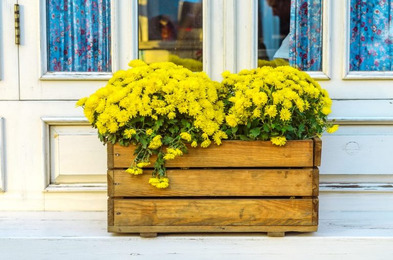 How To Make A Wooden Planter In 12 Steps UpGardener 