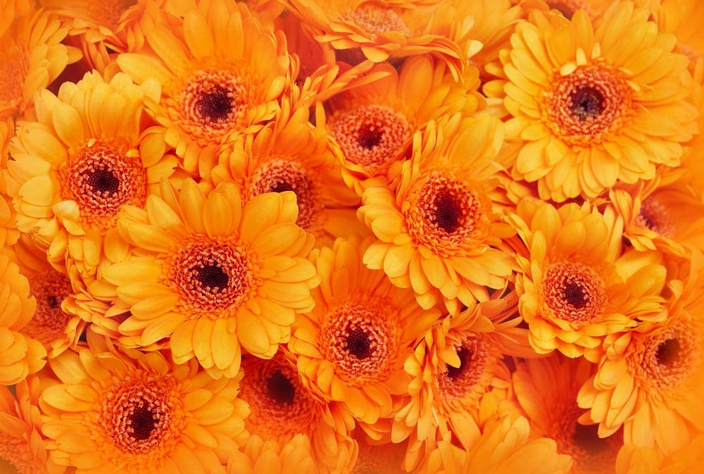 7 Vibrant Plants With Orange Flowers Horticulture.co.uk