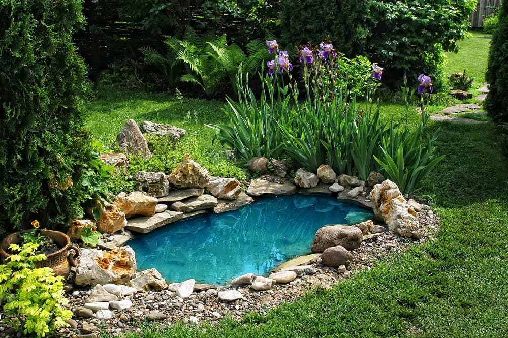 pond with bright blue water, conifers and plants