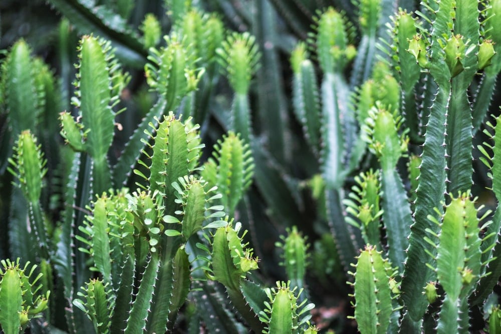 closeup of green euphorbia ingens cactus trees