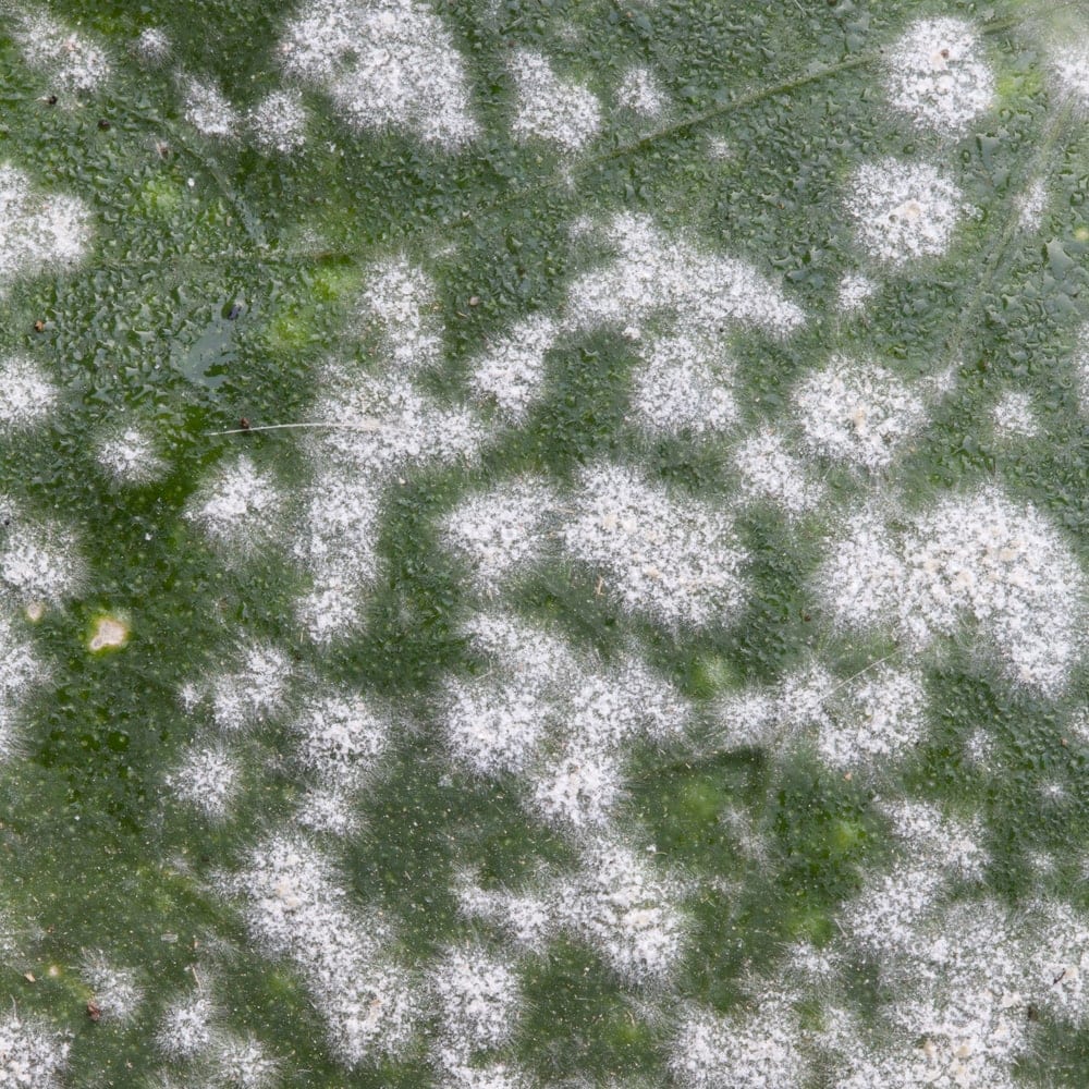 powdery mildew on a plant