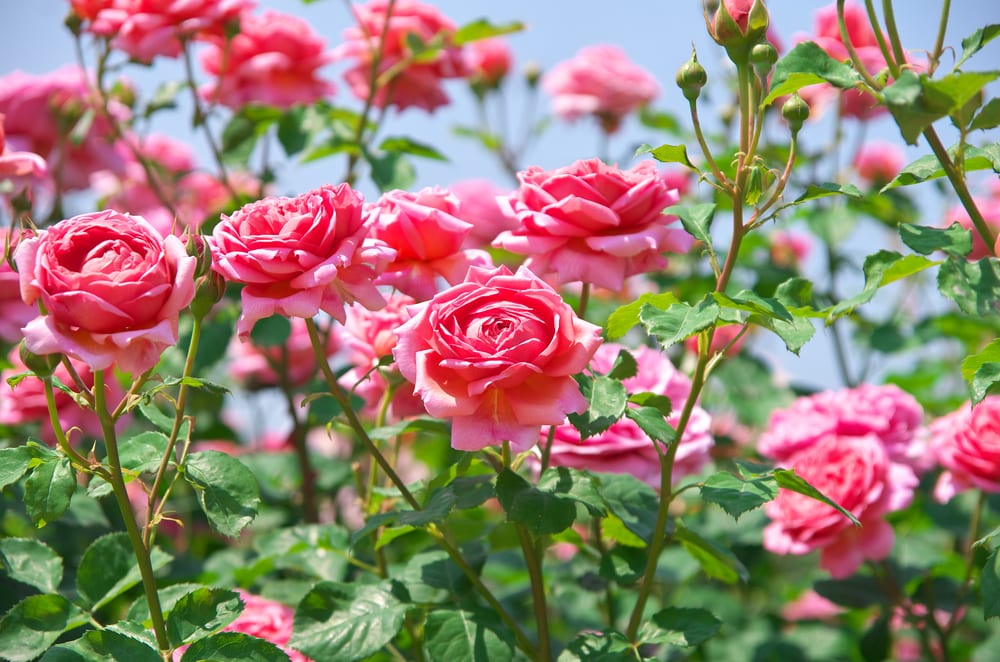 bright pink roses with green branches