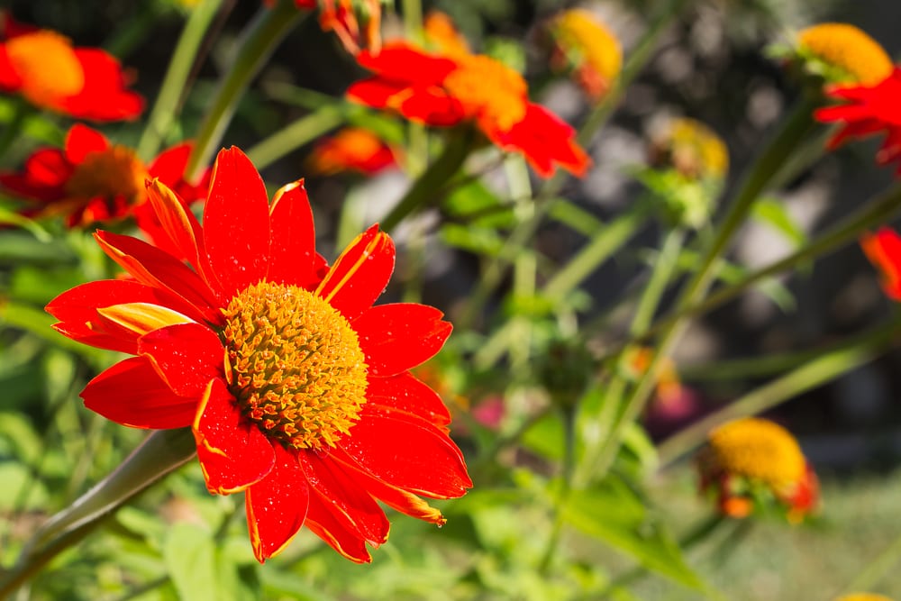 mexican sunflowers in the garden