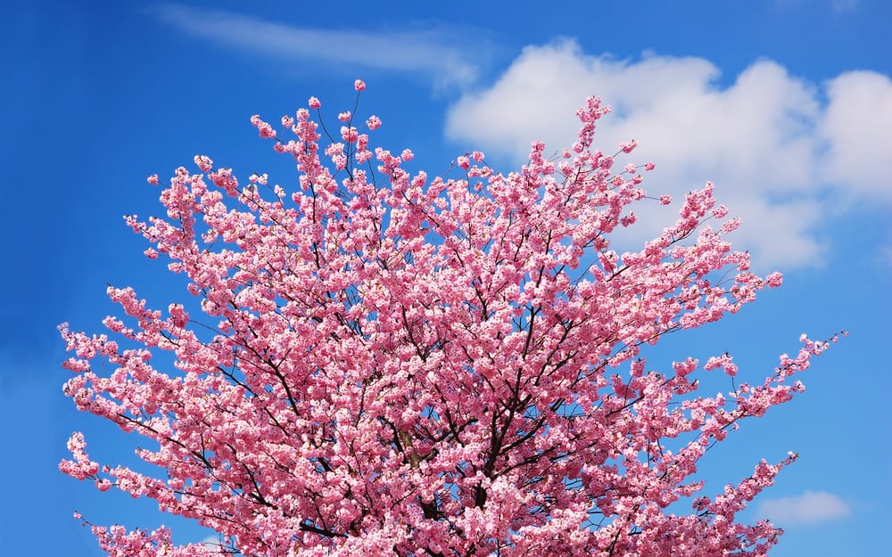 blooming pink cherry tree against a blue sky with clouds