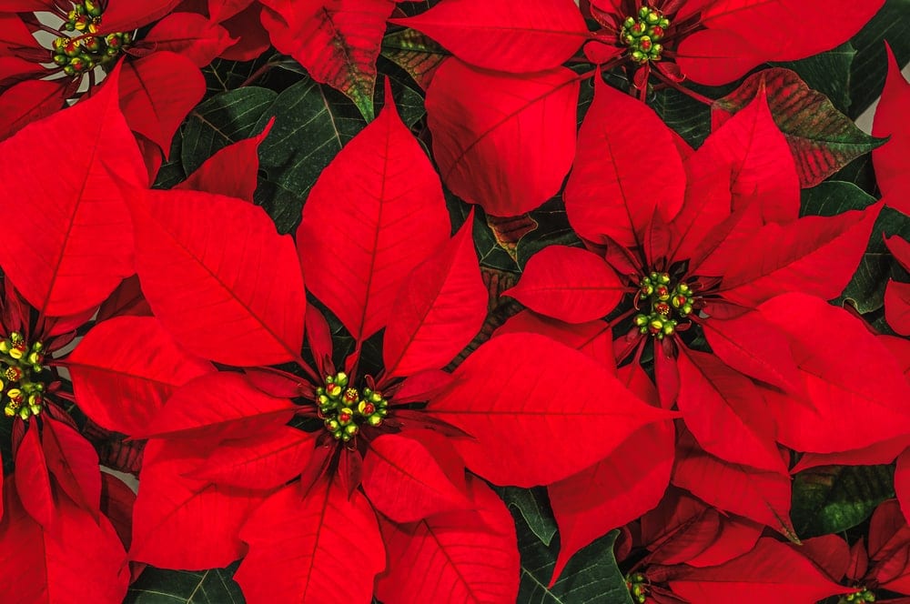 red christmas poinsettias