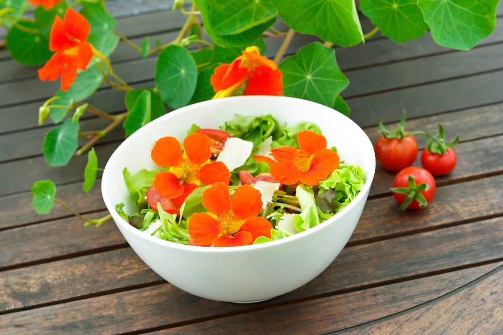 a salad bowl topped with nasturtiums