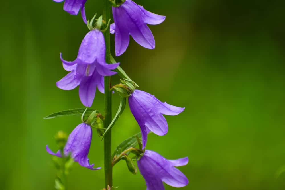 Blooming blue Creeping bellflower in focus with green field in background