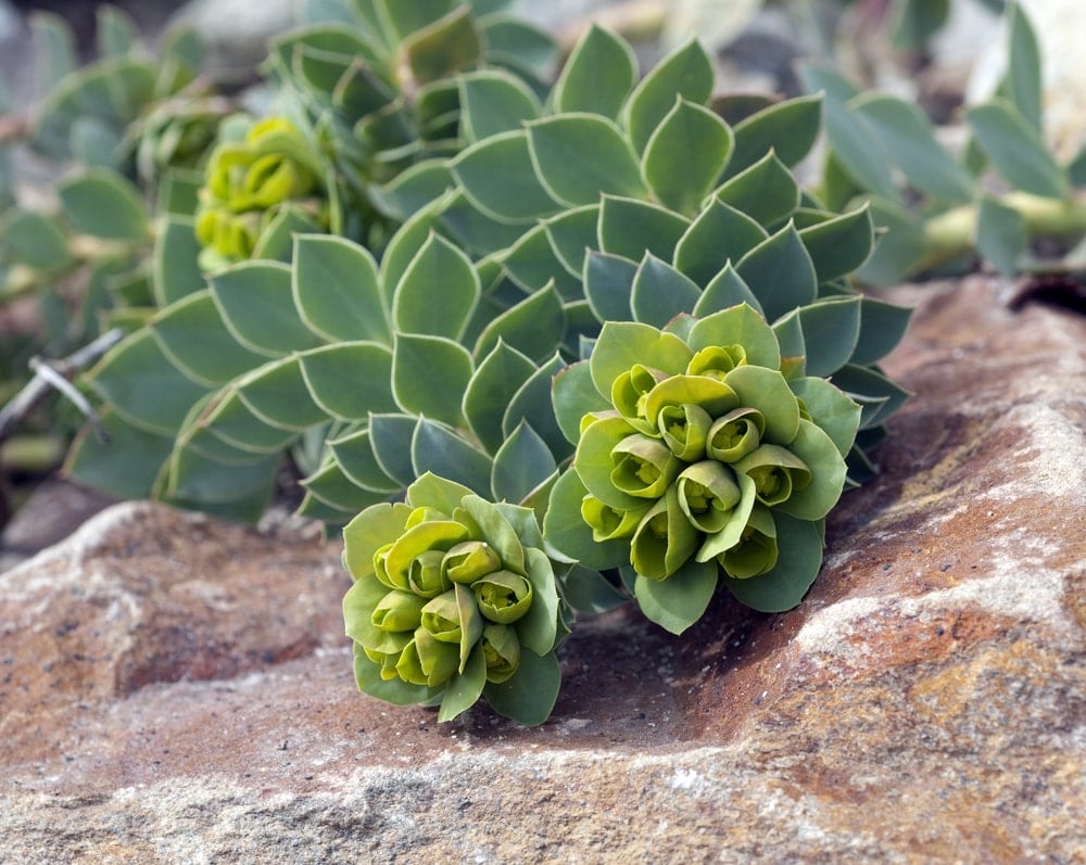 green flowers of euphorbia myrsinites