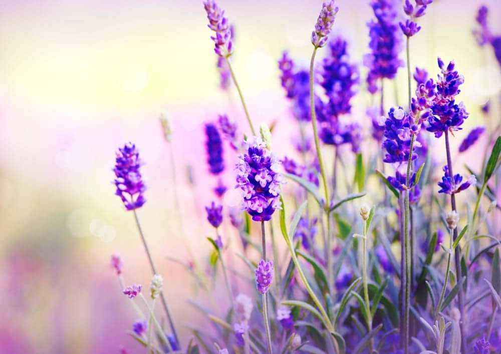 bright purple lavender close up