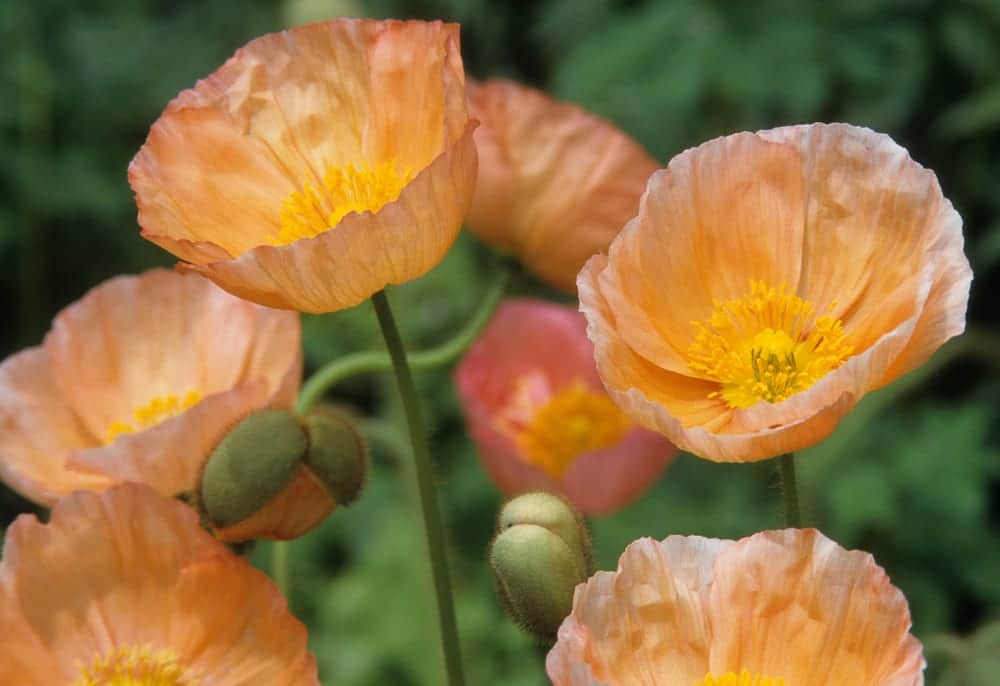 bowl shaped icelandic poppies