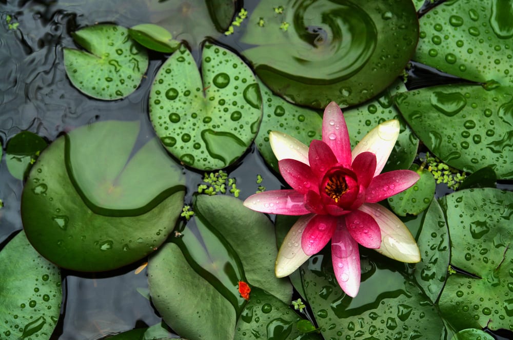 pink water lily on the surface of some water