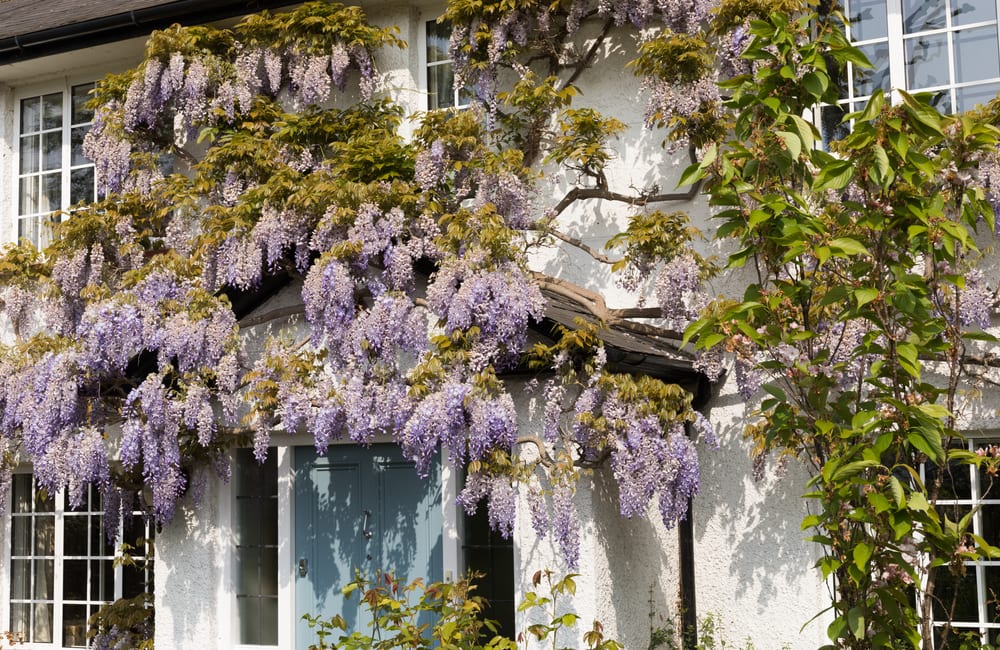wisteria flowers draped on the outside of an english cottage