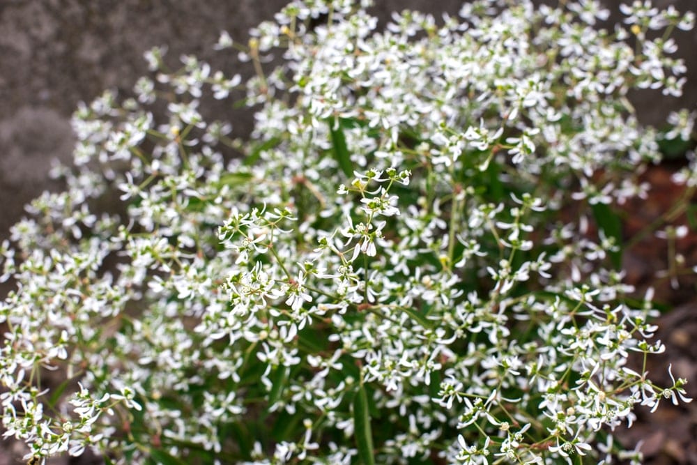 small white flowers of Diamond Frost