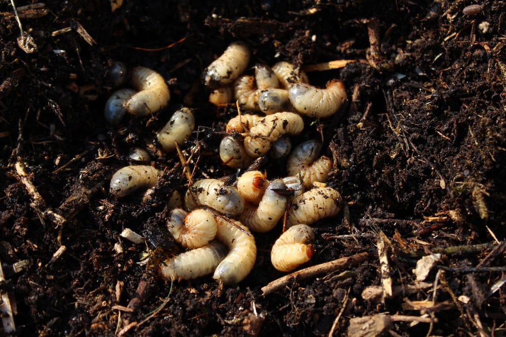 rose chafer larvae in a compost pile