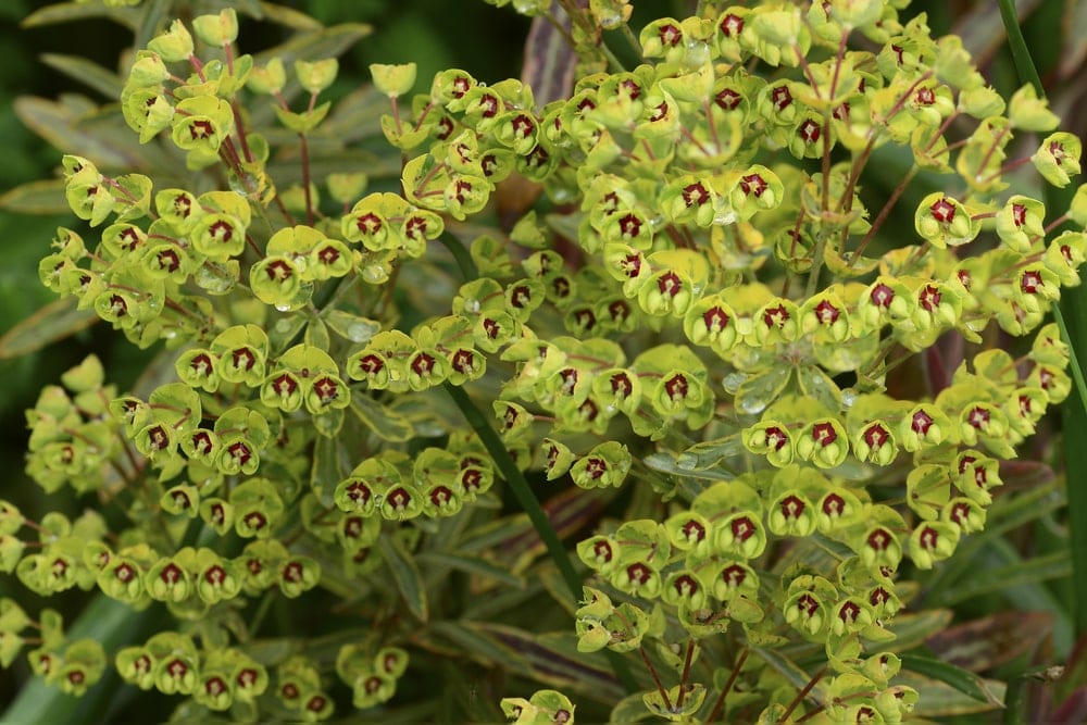 Euphorbia x martini flowers