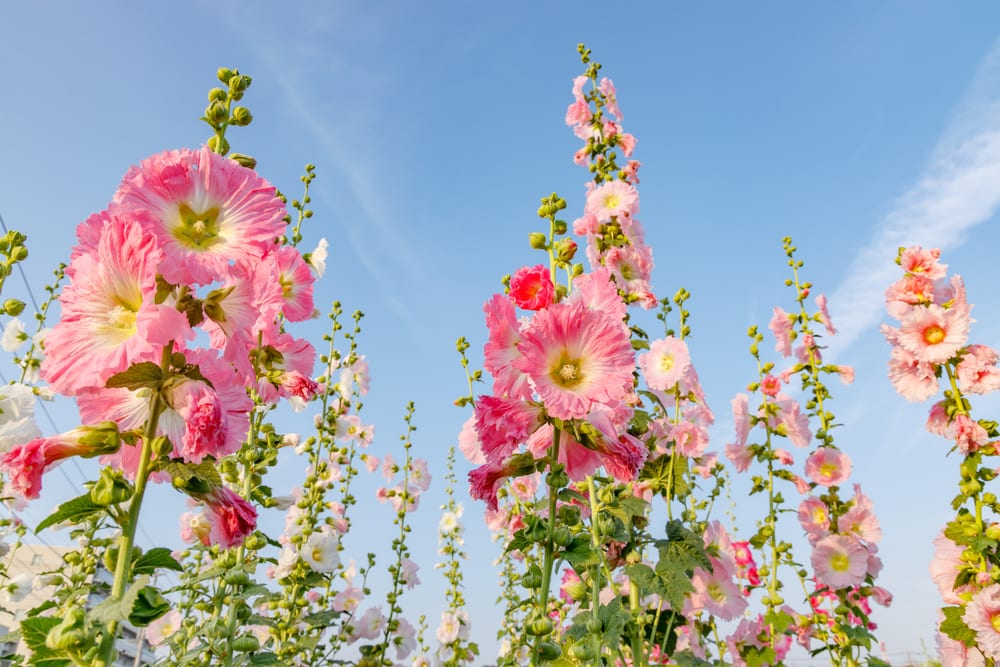 tall pink hollyhock plants