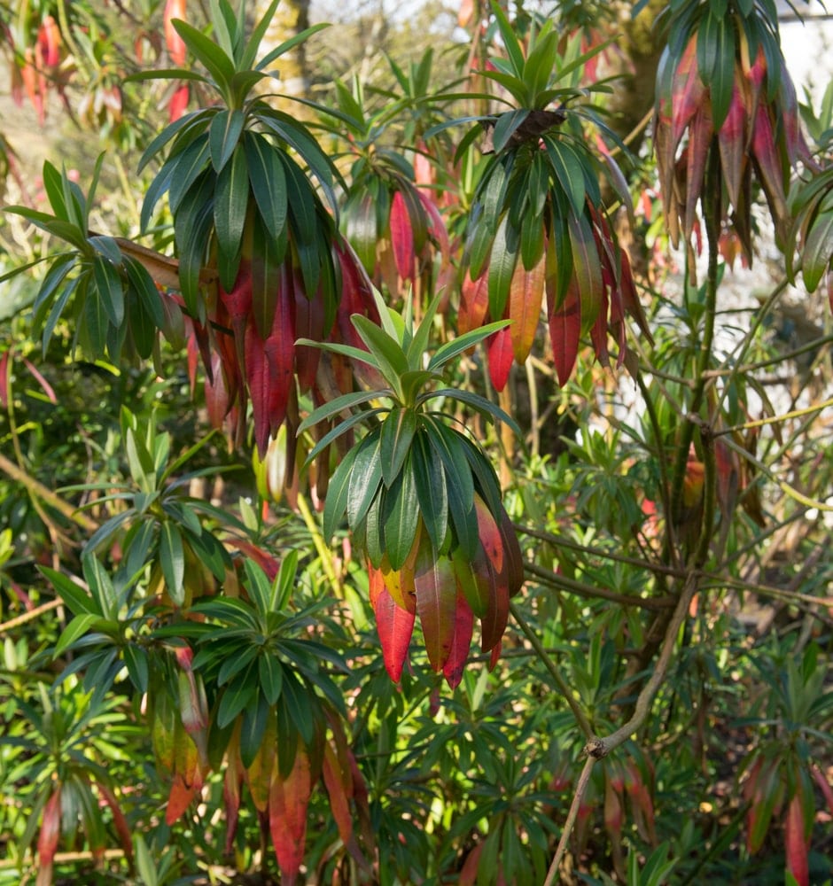 Euphorbia (x pasteurii) in a cottage garden