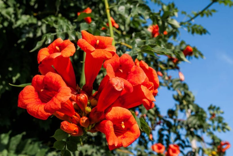 The UK's 7 Best Plants With Orange Flowers UpGardener™
