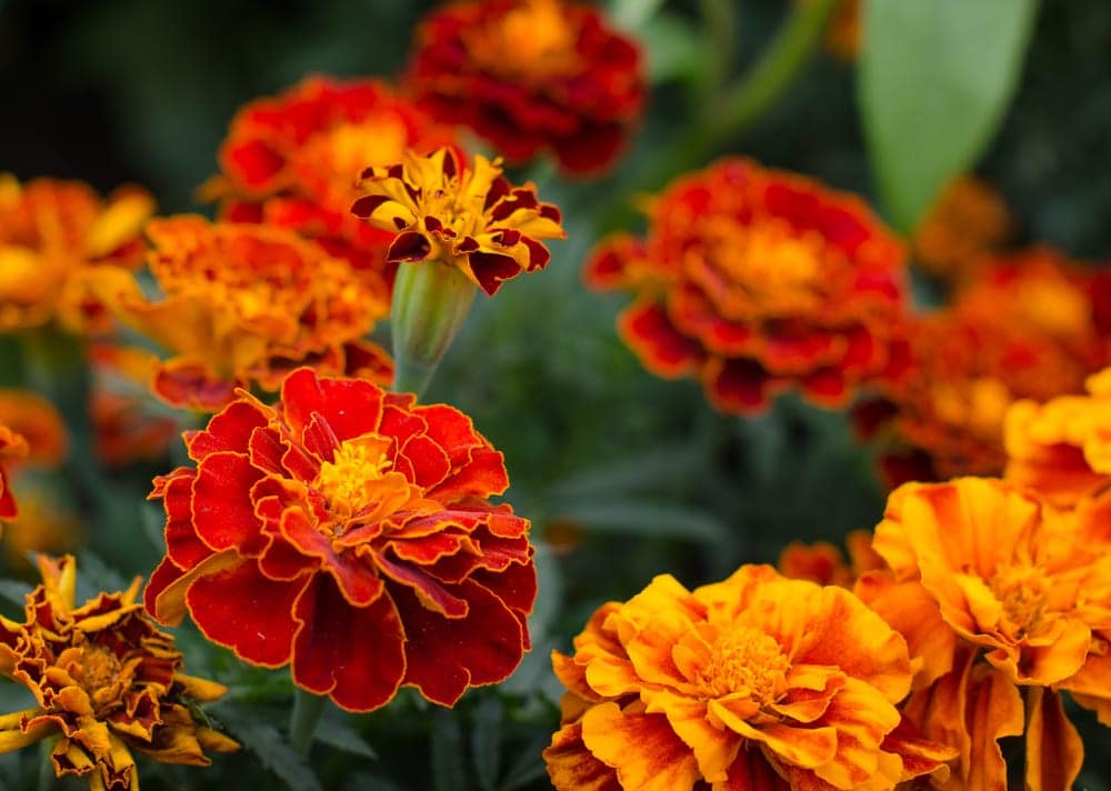 dark red and orange marigolds