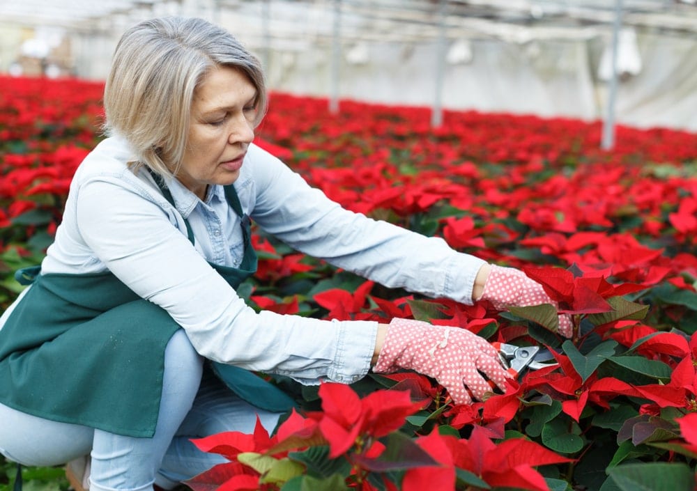woman tending to poinsettia plants