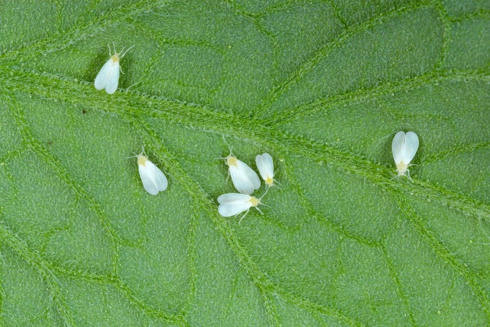 closeup of whiteflies on a leaf