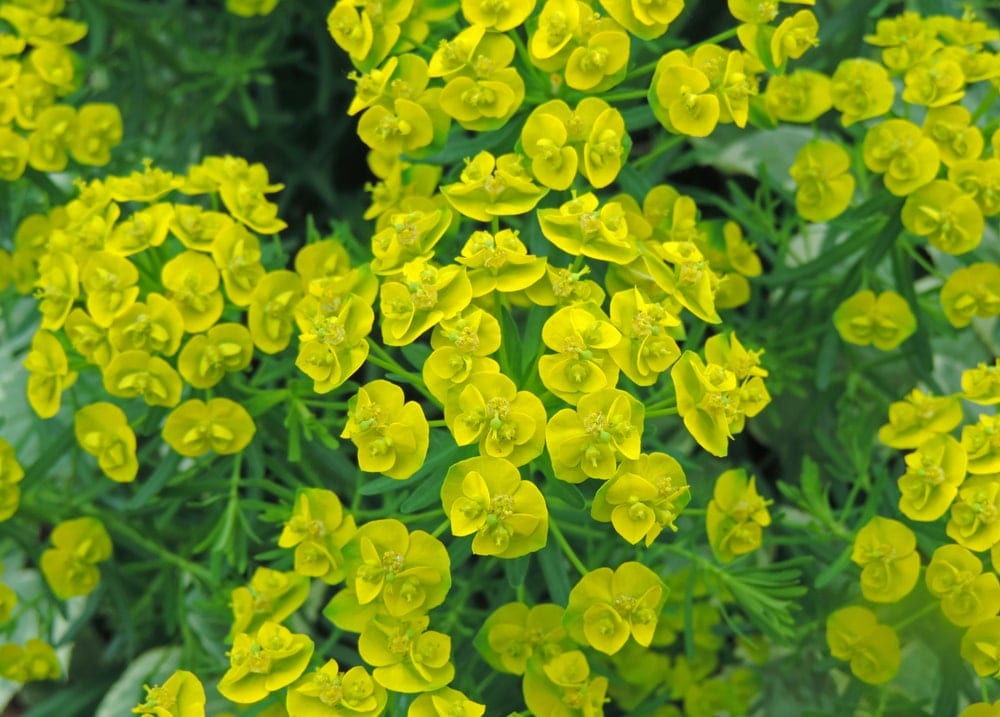 Euphorbia Plant Care &amp; UK Growing Tips UpGardener™