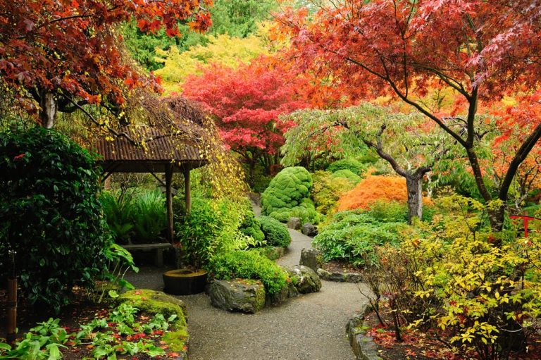 The UK's 5 Best Plants For A Japanese Garden UpGardener™