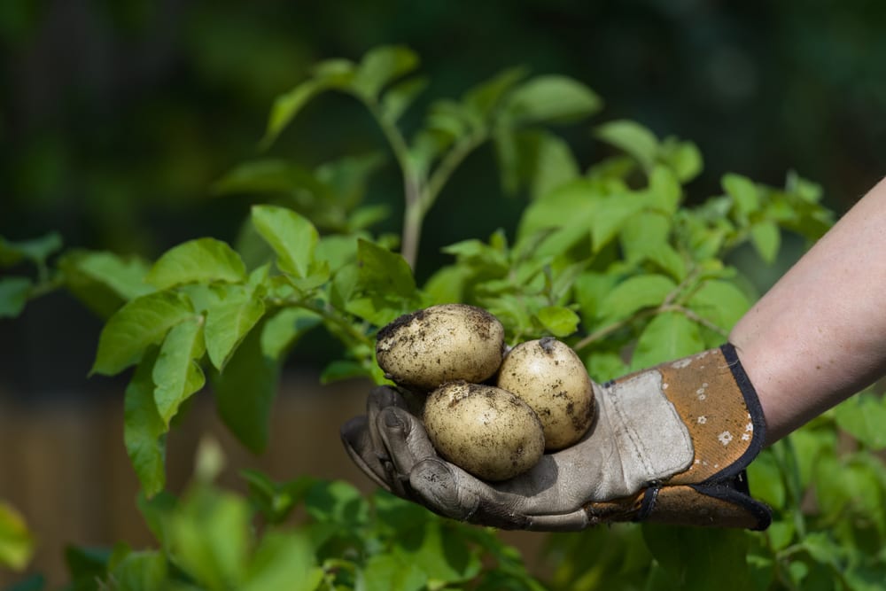 man with gardening glove holding muddy potatoes