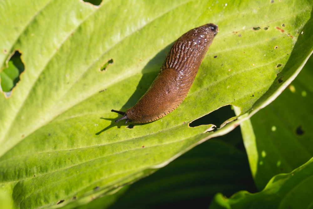 Brown arion rufus slug attacks the leaves of flowers