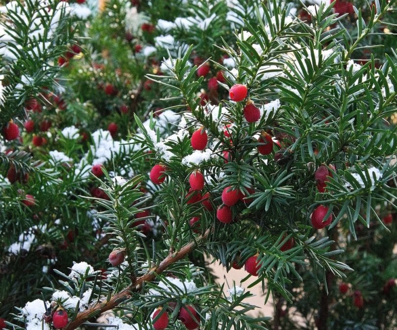 7-best-dwarf-evergreen-trees-for-your-garden-upgardener