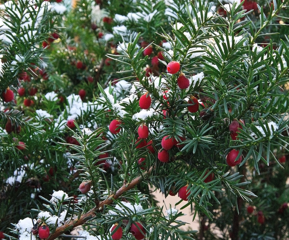 Green baccata branch with red berries