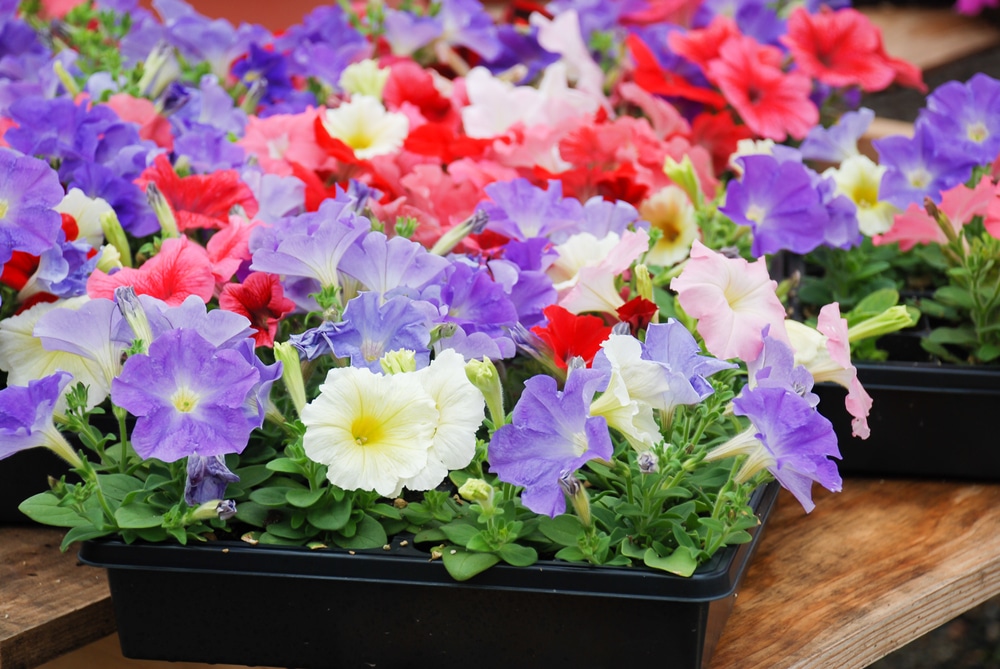 Brightly coloured petunias in plastic pots sat on a table