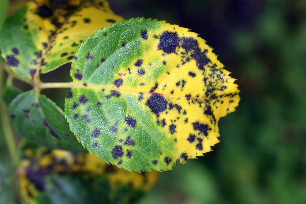 How To Treat Rose Black Spot Easily UpGardener 