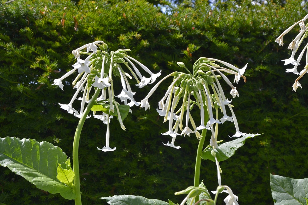 Drooping white flowers of the nicotiana sylvestris plant